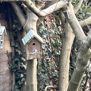 nest box on fig tree